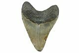Fossil Megalodon Tooth - North Carolina #370212-2